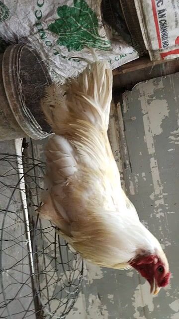Gà thịt Vàng úa Đực 2.7kg. Mua bán Gà tại Quận 8 Tp Hồ Chí Minh được đăng bởi đại  hình 1