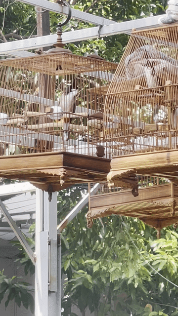 thanh lý giao lưu. Mua bán Chim tại Quận Tân Phú Tp Hồ Chí Minh được đăng bởi vui là chính hình 1