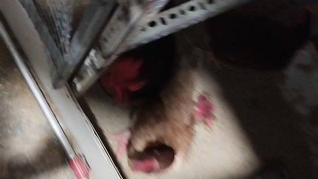 Gà Đông Tảo Trống Mái 7 tháng. Mua bán Gà tại Thành phố Vũng Tàu Bà Rịa - Vũng Tàu được đăng bởi Hưng Gia hình 1