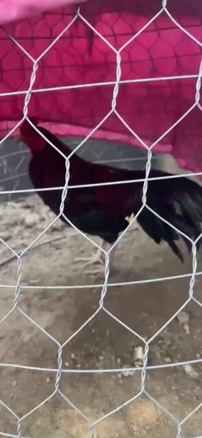 Gà trống Đỏ đen Đực Gà tơ. Mua bán Gà tại Huyện Bình Chánh Tp Hồ Chí Minh được đăng bởi tuan tran hình 1