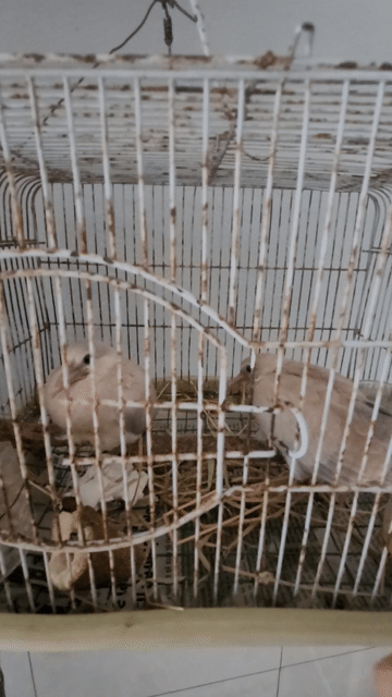 Cặp cu pháp non. Mua bán Chim tại Quận 7 Tp Hồ Chí Minh được đăng bởi binh hình 1