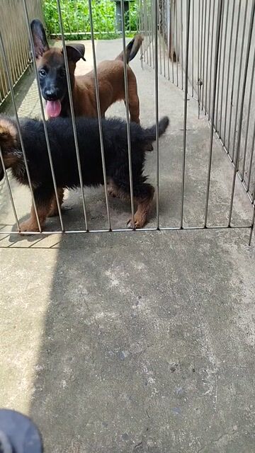 Chó Bỉ đực màu đỏ cháy rất khủng. Mua bán Chó tại Huyện Bình Chánh Tp Hồ Chí Minh được đăng bởi Anh nông dân da đen hình 1