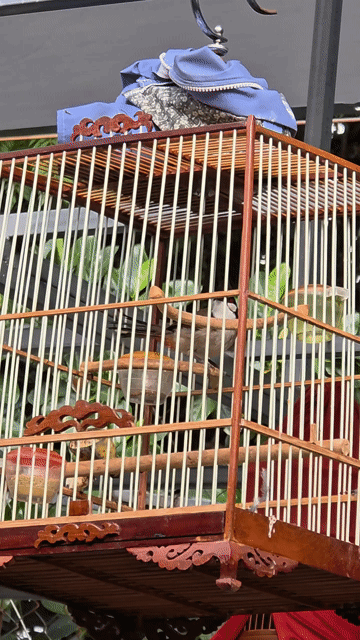 Chim chào bổi lỡ siêng hót . Mua bán Chim tại Quận Gò Vấp Tp Hồ Chí Minh được đăng bởi Tưởng Họa Mi  hình 1