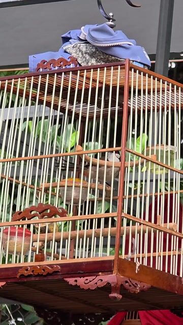 Chim chào bổi lỡ siêng hót . Mua bán Chim tại Quận Gò Vấp Tp Hồ Chí Minh được đăng bởi Tưởng Họa Mi  hình 1