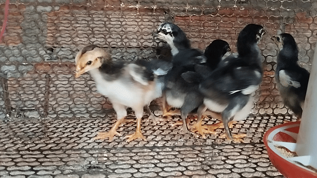 Gà con 7 con 2 tuần tuổi. Mua bán Gà tại Thị xã Bến Cát Bình Dương được đăng bởi Lâm gà chọi  hình 1