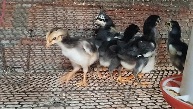Gà con 7 con 2 tuần tuổi. Mua bán Gà tại Thị xã Bến Cát Bình Dương được đăng bởi Lâm gà chọi  hình 1
