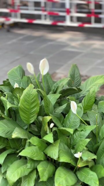 VARIO 125 2019 BSTP CHÍNH CHỦ CÓ BÁN GÓP. Mua bán Xe máy tại Thành phố Thủ Đức Tp Hồ Chí Minh được đăng bởi Hiếu  hình 1