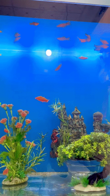 Mua bán Nhà ở Thành phố Qui Nhơn Bình Định diện tích 54 m² giá 3,6 tỷ