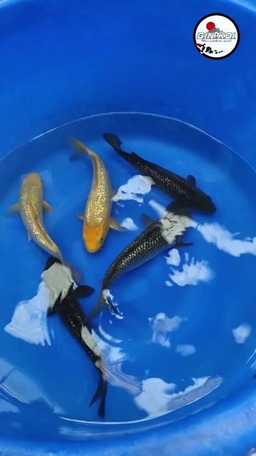 Cá chép Koi Chagoi Dainichi Nhật Bản đủ màu. Mua bán Thú cưng khác tại Quận 12 Tp Hồ Chí Minh được đăng bởi Gin Koi Farm hình 1