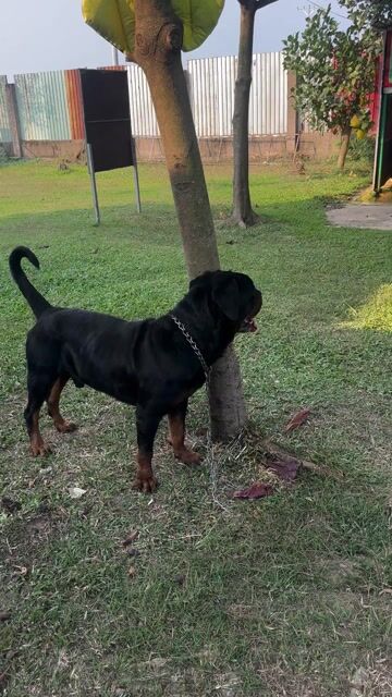 Chó Rottweiler đực 2 tuổi. Mua bán Chó tại Huyện Hóc Môn Tp Hồ Chí Minh được đăng bởi Nguyễn hữu quang hình 1