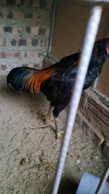 Gà chọi. Mua bán Gà tại Huyện Quốc Oai Hà Nội được đăng bởi Huấn hình 1