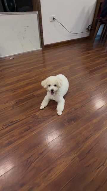 Cần bán chó Boodle màu trắng. Mua bán Chó tại Quận Hoàng Mai Hà Nội được đăng bởi Nguyễn thị Lan Anh hình 1