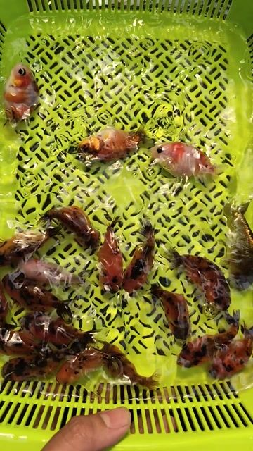 Cá Ranchu Calico 2 ngón. Mua bán Thú cưng khác tại Huyện Hóc Môn Tp Hồ Chí Minh được đăng bởi Phong hình 1