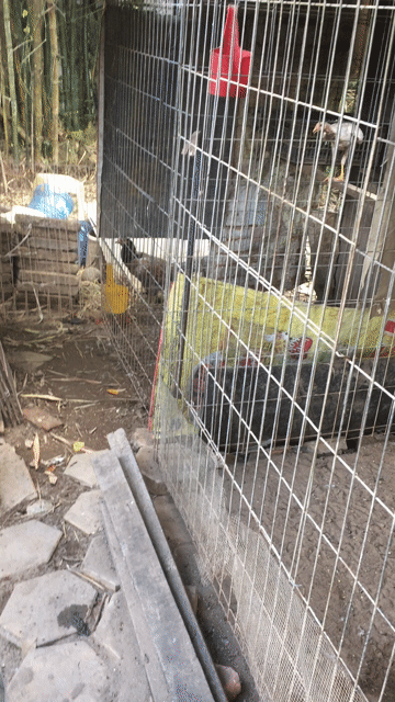 Gà mái tre màu bướm cú. Mua bán Gà tại Quận Cái Răng Cần Thơ được đăng bởi Trai Cần Thơ 65 hình 1