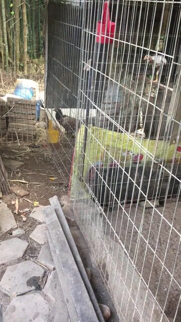 Gà mái tre màu bướm cú. Mua bán Gà tại Quận Cái Răng Cần Thơ được đăng bởi Trai Cần Thơ 65 hình 1