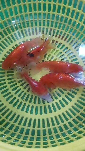 Cá vàng Ranchu 3 ngón, 2 ngón. Mua bán Thú cưng khác tại Quận 5 Tp Hồ Chí Minh được đăng bởi Hoang phong hình 1