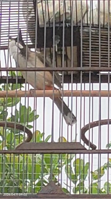 Chim chào mào. Mua bán Chim tại Thành phố Thủ Dầu Một Bình Dương được đăng bởi tuyen  hình 1