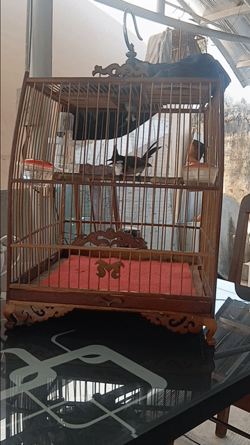 Chim chào mào bổi 60% bộ to đẹp. Mua bán Chim tại Quận Tân Bình Tp Hồ Chí Minh được đăng bởi Chim cảnh hình 1