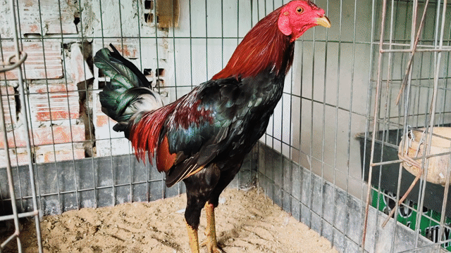 Gà nọc đực xanh 1.7kg. Mua bán Gà tại Huyện Củ Chi Tp Hồ Chí Minh được đăng bởi Gà Tre Gà Nòi Gà Cảnh Củ Chi hình 1