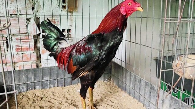 Gà nọc đực xanh 1.7kg. Mua bán Gà tại Huyện Củ Chi Tp Hồ Chí Minh được đăng bởi Gà Tre Gà Nòi Gà Cảnh Củ Chi hình 1