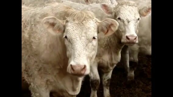 Eleveur, un métier vachement bien !