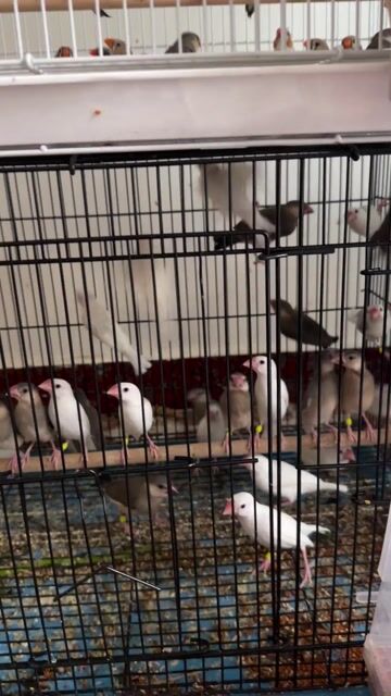 Chim Sắc bảy màu giá tuỳ loại. Mua bán Chim tại Quận Gò Vấp Tp Hồ Chí Minh được đăng bởi Phan Đình Lộc hình 1