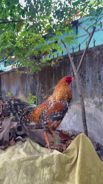 Cú 1kg480 !!. Mua bán Gà tại Huyện Trảng Bom Đồng Nai được đăng bởi Dan Pham hình 1