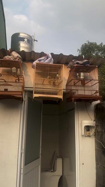 Chim chào mào mùa 2. Mua bán Chim tại Quận Tân Phú Tp Hồ Chí Minh được đăng bởi Gấm hình 1