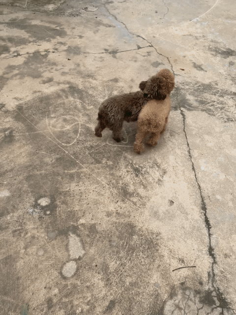 Chó Poodle thuần chủng cái gần 4 tuổi màu Kem. Mua bán Chó tại Huyện Trảng Bàng Tây Ninh được đăng bởi Bò Sữa hình 1