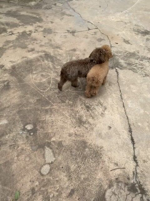 Chó Poodle thuần chủng cái gần 4 tuổi màu Kem. Mua bán Chó tại Huyện Trảng Bàng Tây Ninh được đăng bởi Bò Sữa hình 1