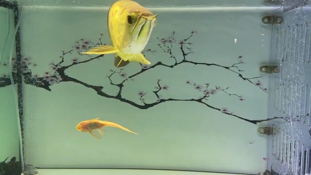 Cá Rồng Kim long 24k9999 Vàng. Mua bán Thú cưng khác tại Quận Bình Tân Tp Hồ Chí Minh được đăng bởi anh sơn  hình 1