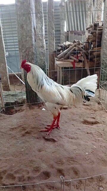 Gà chọi 3.1kg Trắng Đực. Mua bán Gà tại Thành phố Hồng Ngự Đồng Tháp được đăng bởi long gà  hình 1