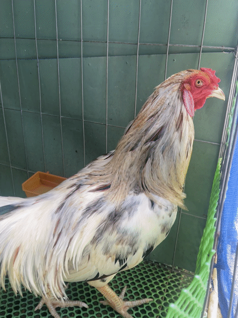 Gà Trống 2.9kg Trắng Đen. Mua bán Gà tại Thành phố Thuận An Bình Dương được đăng bởi Phú Quý hình 1
