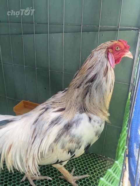 Gà Trống 2.9kg Trắng Đen. Mua bán Gà tại Thành phố Thuận An Bình Dương được đăng bởi Phú Quý hình 1