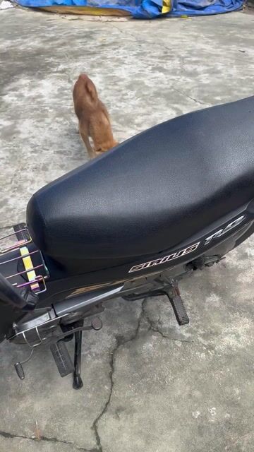 Yamaha Sirius FI RC Đen. Mua bán Xe máy tại Huyện Phong Điền Thừa Thiên Huế được đăng bởi Phi le hình 1