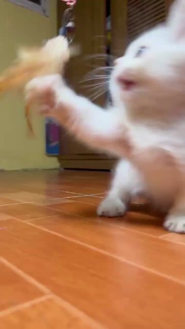 Mèo chân lùn đực. Mua bán Mèo tại Quận Hoàn Kiếm Hà Nội được đăng bởi Hương vũ hình 1