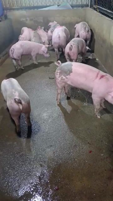 Heo sữa heo thịt 9kg -35kg. Mua bán Thú cưng khác tại Thành phố Dĩ An Bình Dương được đăng bởi chuyên cung cấp gà đông tảo thuần chủng  hình 1