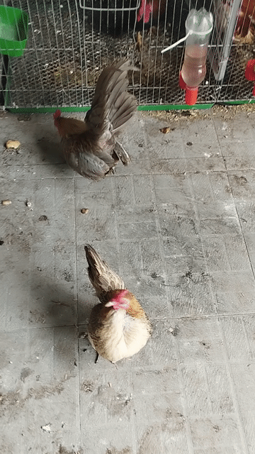 Gà Serama Xám vàng Cặp trống mái. Mua bán Gà tại Quận Cái Răng Cần Thơ được đăng bởi Lê Xuân Phước  hình 1