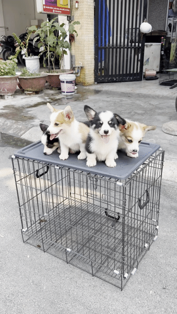 Chó Corgi Đen trắng Nâu trắng Sẵn Giá Mềm. Mua bán Chó tại Quận Liên Chiểu Đà Nẵng được đăng bởi Pet House hình 1