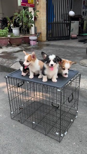 Chó Corgi Đen trắng Nâu trắng Sẵn Giá Mềm. Mua bán Chó tại Quận Liên Chiểu Đà Nẵng được đăng bởi Pet House hình 1