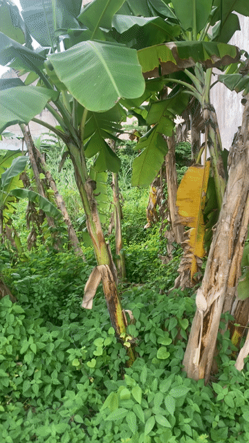 Mua bán Đất Khu dân cư Greenlife - 13C Huyện Bình Chánh Tp Hồ Chí Minh diện tích 85 m² giá 5,2 tỷ
