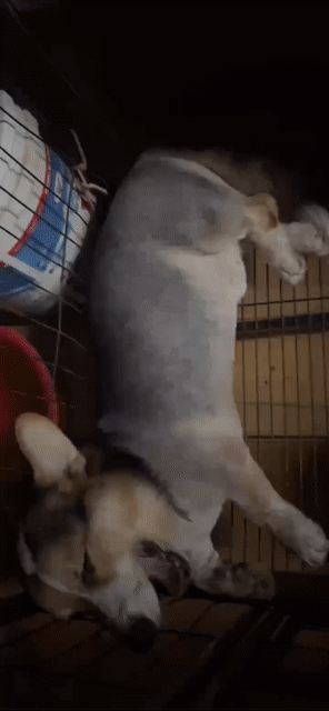 Chó Corgi Đực 8 tháng Đen, vàng, trắng. Mua bán Chó tại Quận Cái Răng Cần Thơ được đăng bởi Trọng Nam hình 1