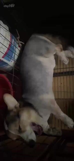 Chó Corgi Đực 8 tháng Đen, vàng, trắng. Mua bán Chó tại Quận Cái Răng Cần Thơ được đăng bởi Trọng Nam hình 1
