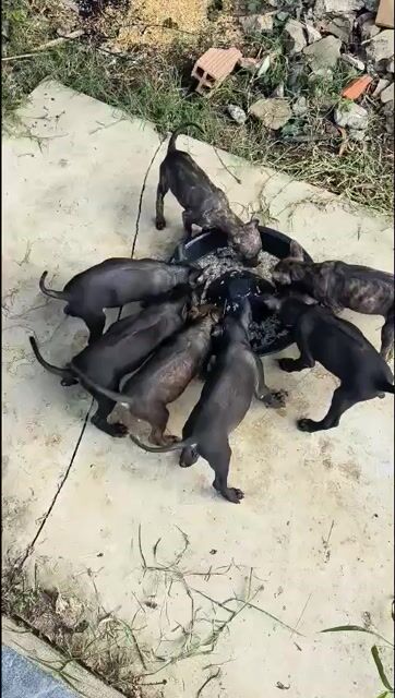 Chó Phú Quốc Đen vằn Đực Cái 2.5 tháng tiêm 2 mũi. Mua bán Chó tại Huyện Cần Đước Long An được đăng bởi Thao Nguyen hình 1