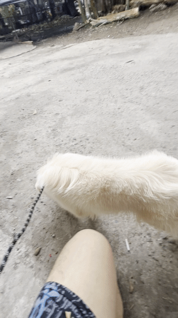 cream border colie đực. Mua bán Chó tại Thành phố Thủ Đức Tp Hồ Chí Minh được đăng bởi Hào Nguyễn hình 1