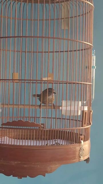 Chim Tiểu mi đã ăn cám, hót lai. Mua bán Chim tại Huyện Bình Chánh Tp Hồ Chí Minh được đăng bởi Ngô Văn Tùng hình 1