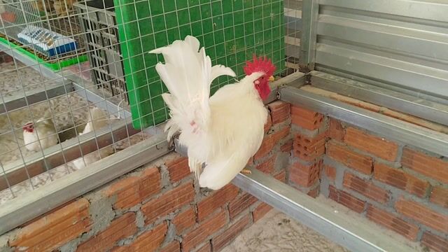 Gà tre Thái Trắng, Đen, Vàng làm cảnh. Mua bán Gà tại Quận Cẩm Lệ Đà Nẵng được đăng bởi Trương Hiền  hình 1