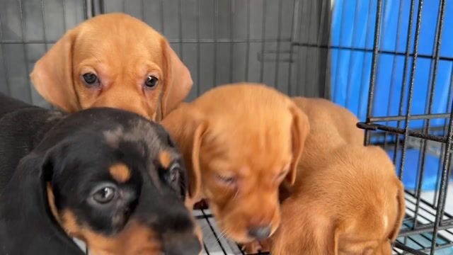 Chó lạp xưởng vàng đã tiêm 1 mũi. Mua bán Chó tại Quận 12 Tp Hồ Chí Minh được đăng bởi VIVU PETSHOP hình 1