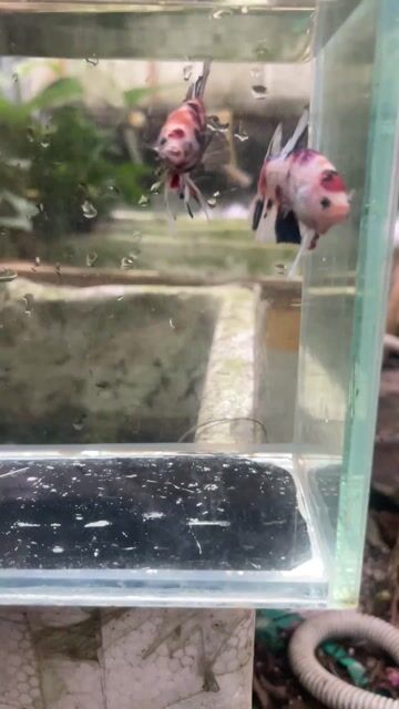 Cá Betta nhiều màu vây đẹp. Mua bán Thú cưng khác tại Thành phố Quảng Ngãi Quảng Ngãi được đăng bởi Cường BĐS Quảng Ngãi hình 1