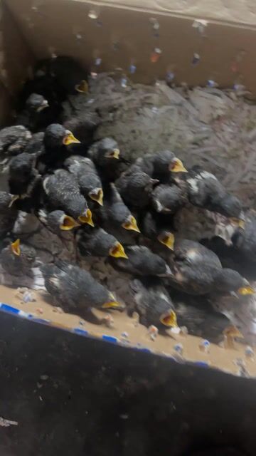 nay e về lô choè đất đứng cầu đẹp lắm ạ 170k 1e ạ. Mua bán Chim tại Quận Tân Phú Tp Hồ Chí Minh được đăng bởi đức nguyễn hình 1